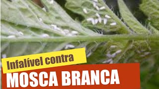 FIM DA MOSCA BRANCA  3 Receitas infalíveis [upl. by Ambrogio]