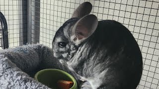 chinchilla dinner [upl. by Iilek]