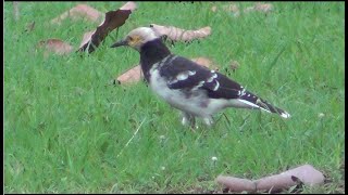 Blackcollared Starling ဆက်ရက်လည်နက် [upl. by Eceinehs]