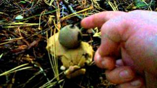 Geastrum saccata with spore release [upl. by Enutrof236]