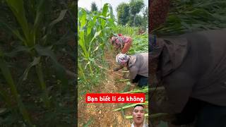 Bạn biết lí do không  farming farmer agriculture satisfying funny tips [upl. by Kaazi]