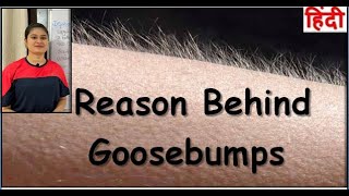 Reason Behind Goosebumps  Muscle Responsible for Goosebumps [upl. by Akfir]