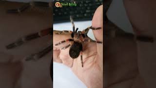 Brachypelma Auratum Tarantula tarantula brachypelma spider [upl. by Assetak]