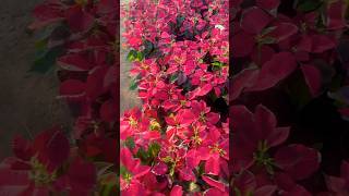 Poinsettia Paradise A Colourful Nursery Tour🤗 beautiful plants shorts [upl. by Telford]