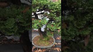 Hinoki Bonsai [upl. by Fullerton]