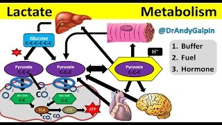 What Lactate is amp What it ACTUALLY does 25 Min Phys [upl. by Elletsyrc]