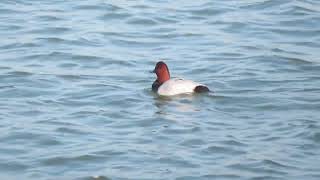 Common Pochard Aythya ferina Tafeleend Landtong Rozenburg ZH the Netherlands 4 Nov 2024 55 [upl. by Edny]