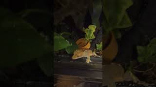 Crested Gecko wont let go of owners sleeve [upl. by Thamos]