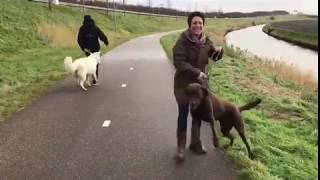 TIP VAN ANNIEK Wat doe je als er een agressieve hond op jouw hond afstormt [upl. by Droc]