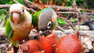 Conure Bird Sounds in the forest  green cheek conure parrot eating Salak Fruit so happy [upl. by Marella942]