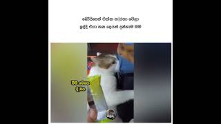 😊😏Sheep Sheep 😊😏 500k subscribe cutelove goviral shorts fypシ゚ fyp viralvideo funny cat [upl. by Meeka]