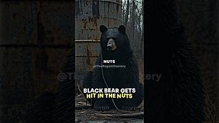 Joe Rogan Black Bear Gets Hit In The Nuts joerogan bear reaction [upl. by Wil133]