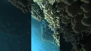 EGYPT Dahab 17 Oct 2024 Reef [upl. by Yerocaj]