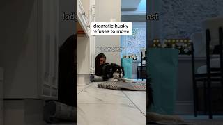 dramatic husky refuses to move Anyone wanna dog sit husky dogvideos [upl. by Eniamerej]