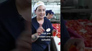 How 10000 Quintals of San Marzano Tomatoes Are Harvested [upl. by Alger63]