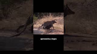 Una Hiena Termina Arruinando la Caza de un Leopardo shorts animalessalvajes [upl. by Yztim]