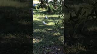 Wild Yellowcrested Cockatoo Pack 🦜shorts wildlife cockatoo [upl. by Llennehc]