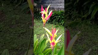 Colorful Heliconia Flowers plant [upl. by Aimat]