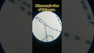 Microscopic view of Spirogyra science biology viralshorts bio cellshorts ytshorts viralvideo [upl. by Econah966]