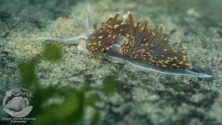 Opalescent Nudibranch  Biodiversity in Oregons Marine Reserves [upl. by Eentirb]