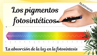 Los PIGMENTOS FOTOSINTÉTICOS  La absorción de la luz en la fotosíntesis [upl. by Shah]