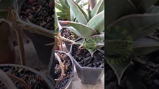 Sansevieria pinguicula Greengarden plantlover nature sansevieria shorts [upl. by Brandes]