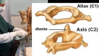 COLUMNA VERTEBRAL TÓRAX CON ESQUEMAS [upl. by Holt484]