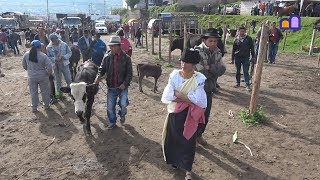 Ecuador  Otavalo Cattle Market [upl. by Schoenburg]