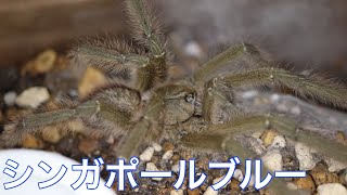 Omothymus violaceopesシンガポールブルー 最終脱皮【タランチュラ】 [upl. by Elrebmik]