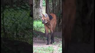 biodiversidadargentina Aguara guazu Chrysocyon brachyurus shorts faunanativa faunasilvestre [upl. by Heiney]