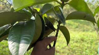 AgriTechnoLearning  Organic Mangosteen Propagation Using Fruiting Branches [upl. by Llennod]