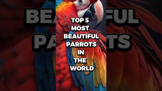 Top 5 most beautiful parrotmacaw in the world [upl. by Ilhsa430]