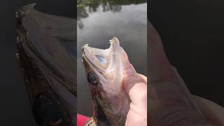 FISHING ZANDER time ❄️ catchandrelease fishing zanderfishing zandertime pesca fish lake rio [upl. by Ardussi429]