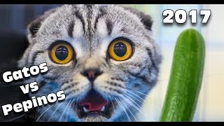 Gatos vs Pepinos 2017 SI TE RÍES PIERDES  HEY NAVI VLOG ✔ [upl. by Rad]