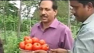 Karnataka Horticulturists develop highyielding hybrid varieties of tomatoes and peas [upl. by Gnus]