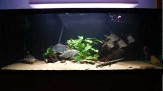 396 gallon Monsterfish tank feeding  SB RTC Lates stingray knifefish Gar [upl. by Bendick]