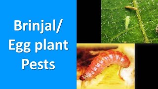 How to manage Insect Pests of Brinjal Egg plant Solanum melongena [upl. by Ayatnwahs]