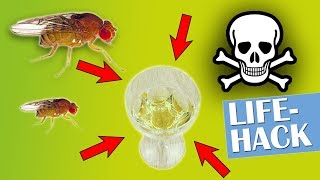 Fruchtfliegen loswerden  Lifehack  DIY [upl. by Amiel]