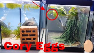 How to collect Corydoras Eggs and Breed C paleatus  Peppered Catfish [upl. by Nonregla876]