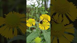 Bumblebee on Sneezeweed nature pollinators naturelovers gardening garden bee insect [upl. by Yrruc]