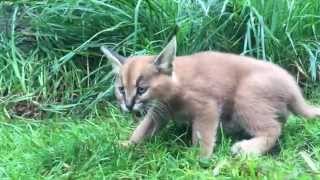 6weekold caracal kittens venture outside with mom [upl. by Assili]