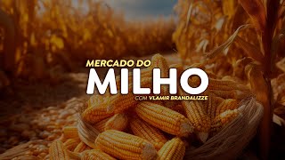 Como será o mercado do milho no fim de ano [upl. by Hatch]