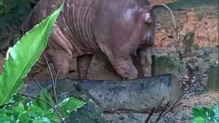 Babirusa Poops at Singapore Zoo [upl. by Eglantine]