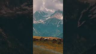 horses against the backdrop of the Dzungarian Alatau mountains horses travel mountain kazakhstan [upl. by Sherurd271]