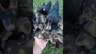 duck ducklings goose animals farmlife tiktok funny satisfying love like live shorts [upl. by Ahsimek160]