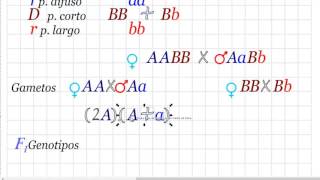Problemas de genética doble homocigoto dominante contra un doble heterocigoto [upl. by Shellie]