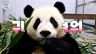 ENG귀🐼ㅕ운 판다 보실래요｜판다와쏭 189 [upl. by Nnyleuqcaj]