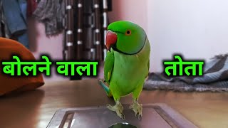 Talking parrot  mama bolne wala tota  parrot  ʘ⁠‿⁠ʘ [upl. by Magbie]