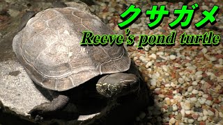 【亀】クサガメの生態（Reeves pond turtle） [upl. by Cheke]