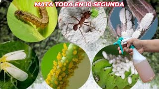 El Insecticida orgánico más potente este repele todas las plagas como el gas lacrimógeno [upl. by Eberhart]